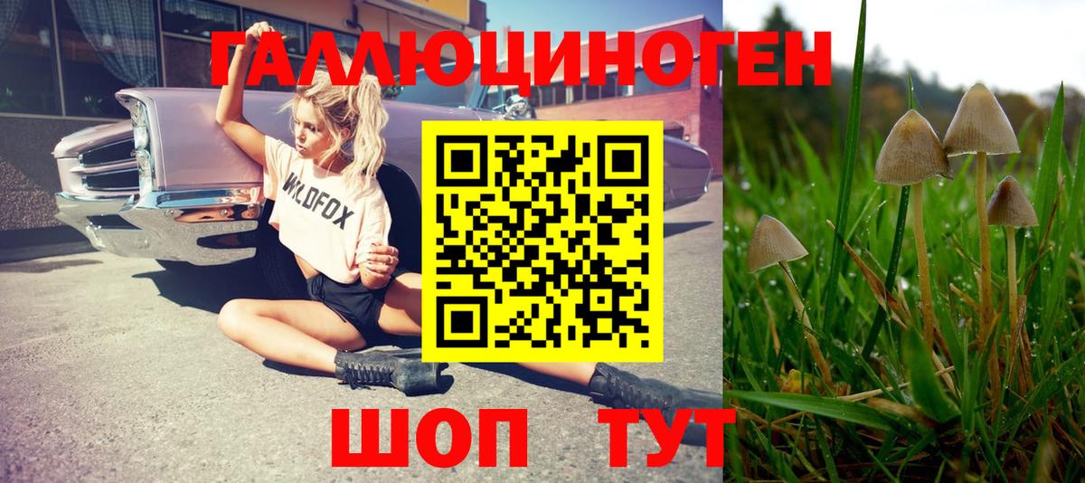 Галлюциногенные грибы Psilocybe Гулькевичи